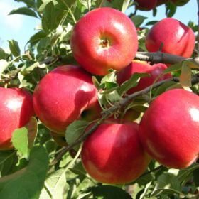 Organic GoldRush Semi-Dwarf Apple Tree - Fruition Seeds