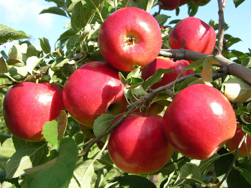 Honeycrisp Apple Pollination Chart