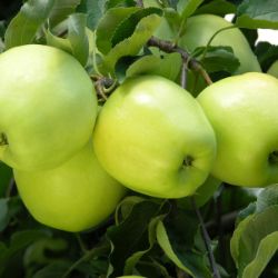 Photo of Ginger Gold® Apple Tree