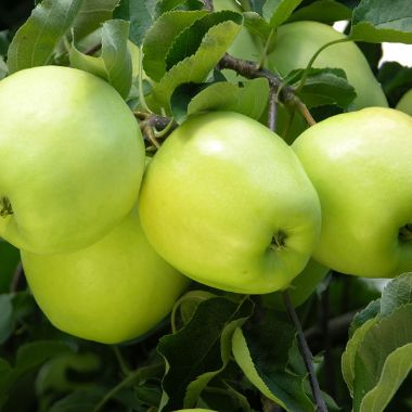 Photo of Ginger Gold® Apple Tree