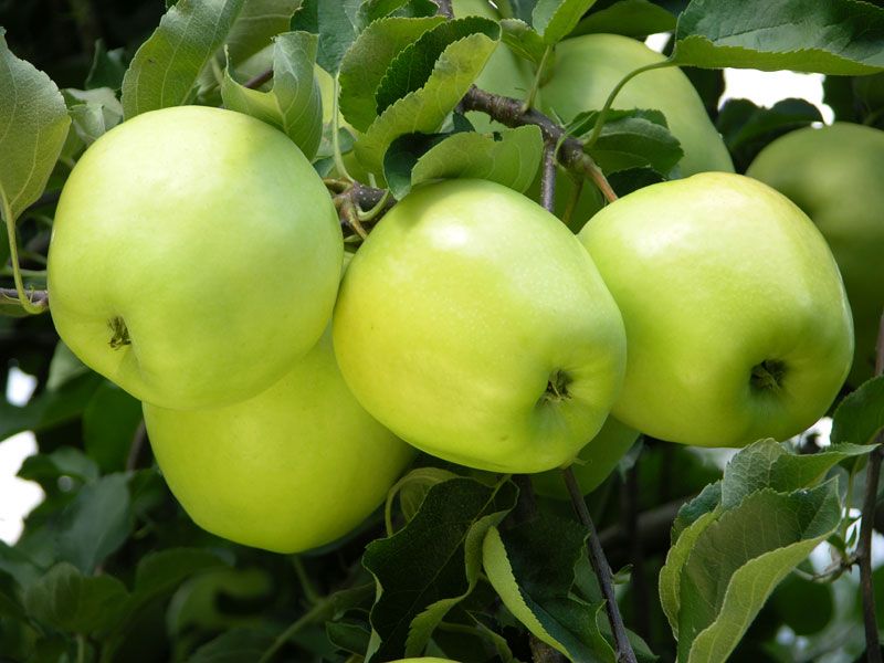 Ginger Gold® Apple Tree - Stark Bro’s