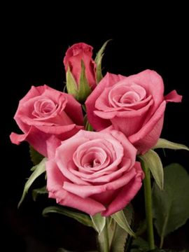 Photo of Deja Blu™ Mini-flora Rose