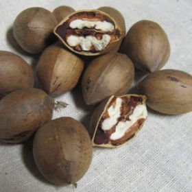 Photo of Kanza Pecan Tree