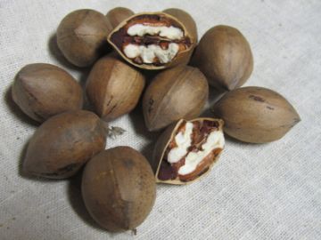 Kanza Pecan