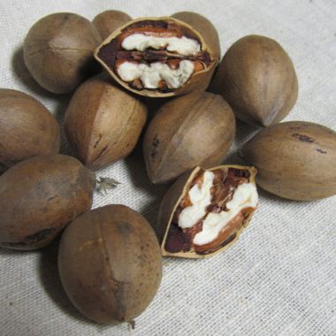 Photo of Kanza Pecan Tree