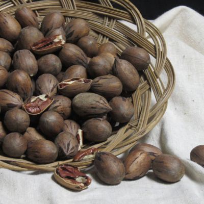 Photo of Peruque Pecan Tree