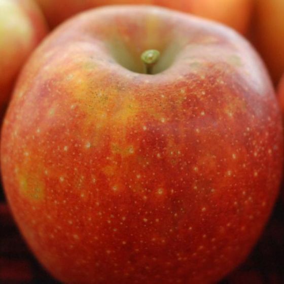 Photo of Wolf River Apple Tree
