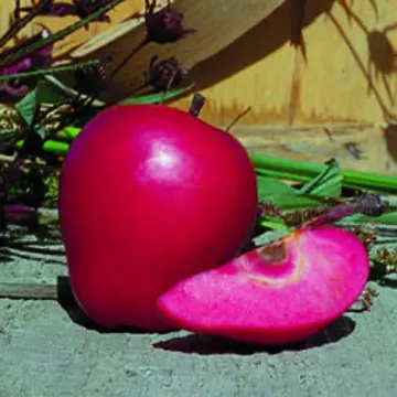 Photo of Scarlet Surprise™ Apple Tree