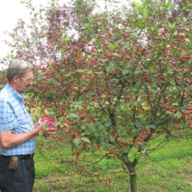 Photo of Stark® Surecrop™ Pie Cherry Tree