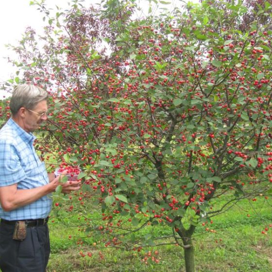 Photo of Stark® Surecrop™ Sour Cherry Tree