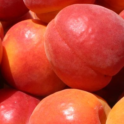 Photo of Robada Apricot Tree