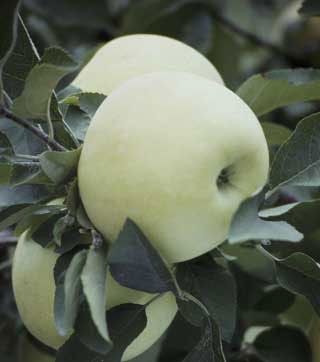 Photo of Shizuka Japanese Apple Tree