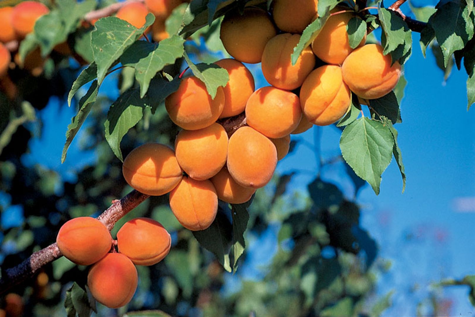 Harcot Apricot Tree