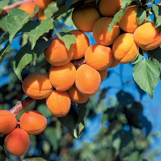 Photo of Harcot Apricot Tree