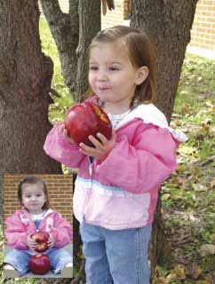 Photo of Stark® Jumbo™ Apple Tree