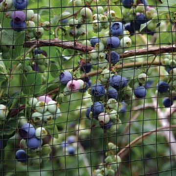 Photo of Bird-X® Garden Nets