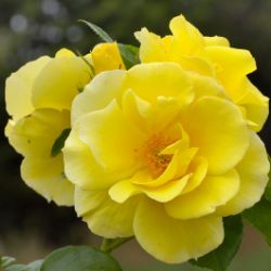 Photo of Smiley Face™ Climbing Rose