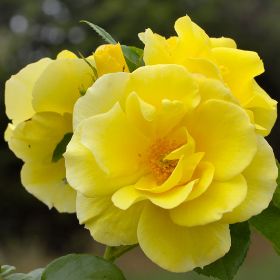 Photo of Smiley Face™ Climbing Rose