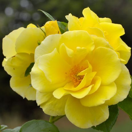 Joseph's Coat Climbing Rose - Stark Bro's