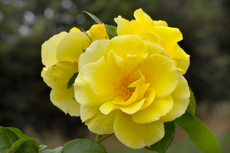 smiley face climbing rose