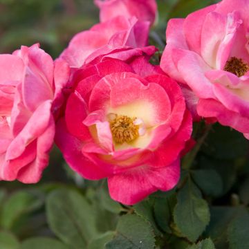 Photo of Cancan™ Climbing Rose