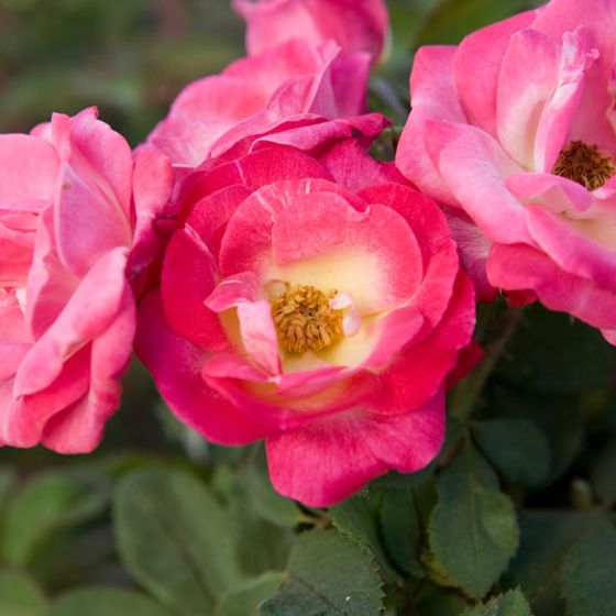 Photo of Cancan™ Climbing Rose