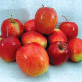 Photo of Chenango Strawberry Apple Tree