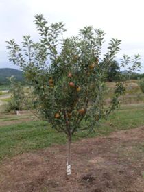 Photo of Ben Davis Apple Tree