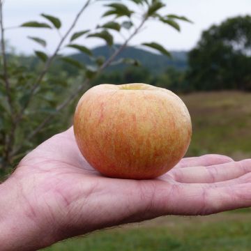 Photo of Cox's Orange Pippin Antique Apple Tree