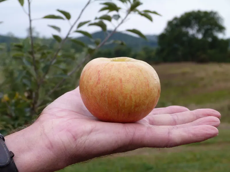 Stark Bros. Cox's Orange Pippin Apple Tree - Thumbnail 5