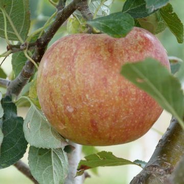 Photo of Cox's Orange Pippin Antique Apple Tree