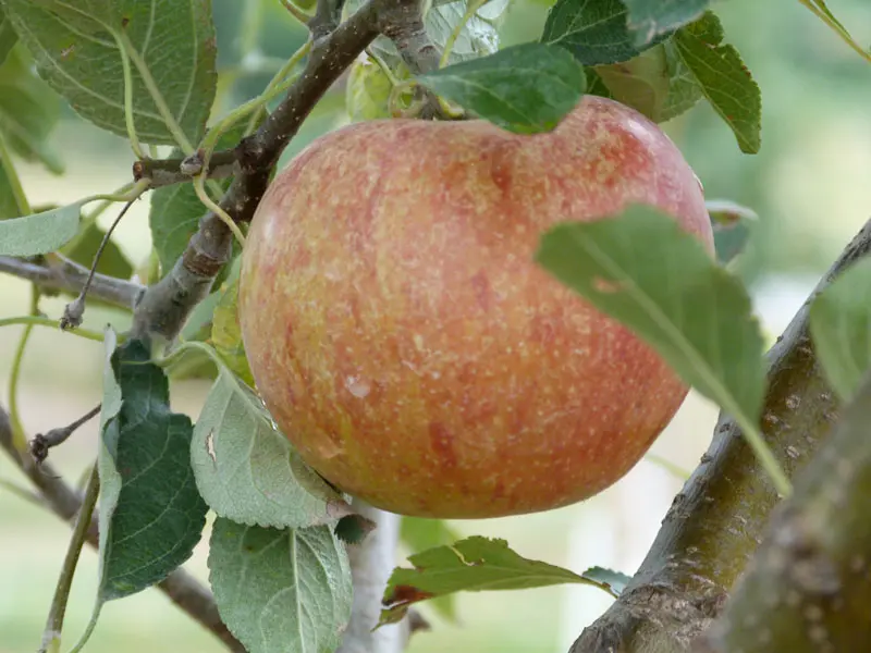 Stark Bros. Cox's Orange Pippin Apple Tree - Thumbnail 4