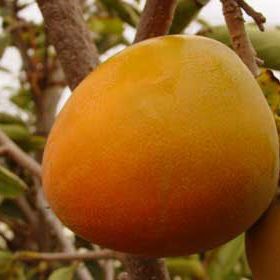 Photo of Hachiya Asian Persimmon Tree