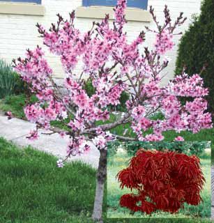 Photo of Bonfire Ornamental Peach Tree