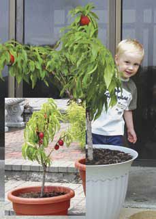 Photo of Miniature Fruit Tree Assortment