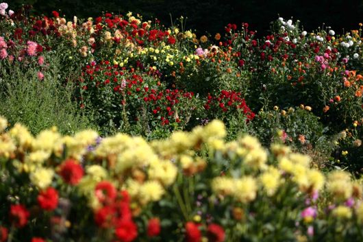 Summer Flower Garden