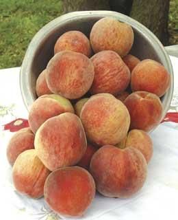 Peach harvest