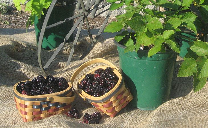 freshly picked blackberries next to plant