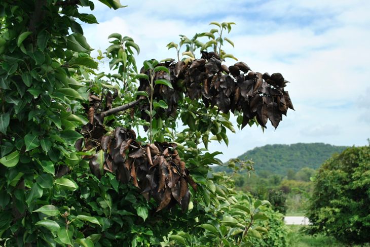 Fire Blight Pear Tree