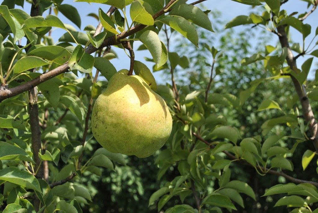 Stark Jumbo Pear Stark Jumbo Pear