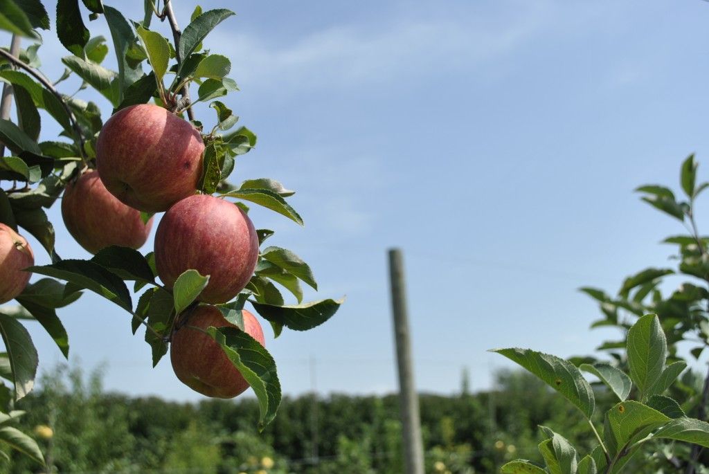 Starkrimson Gala Apple Starkrimson Gala Apple