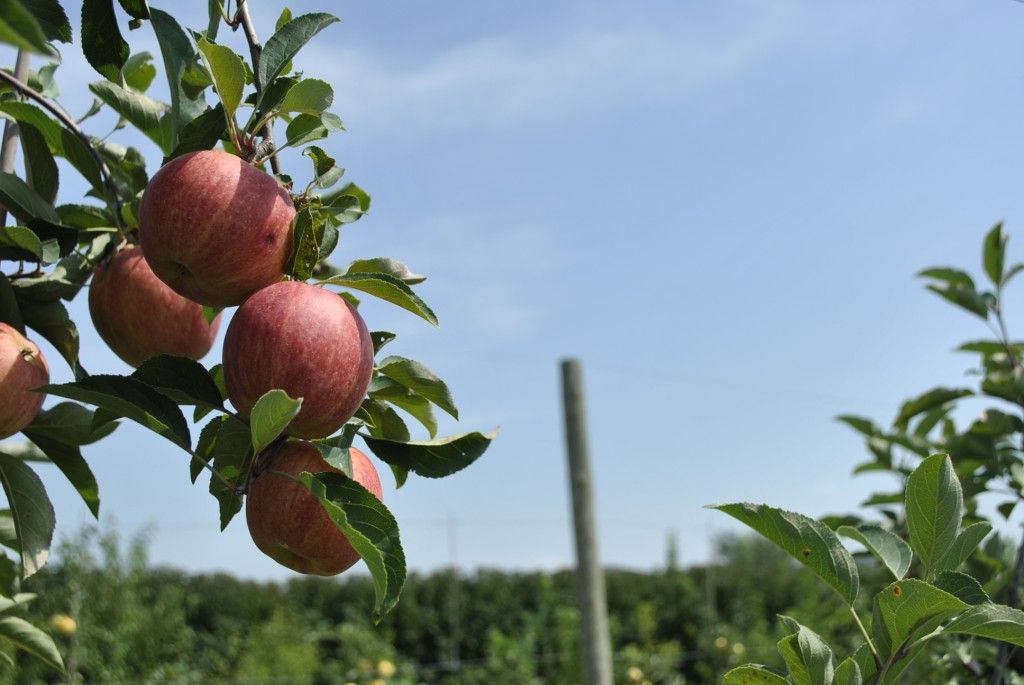 Starkrimson Gala Apple