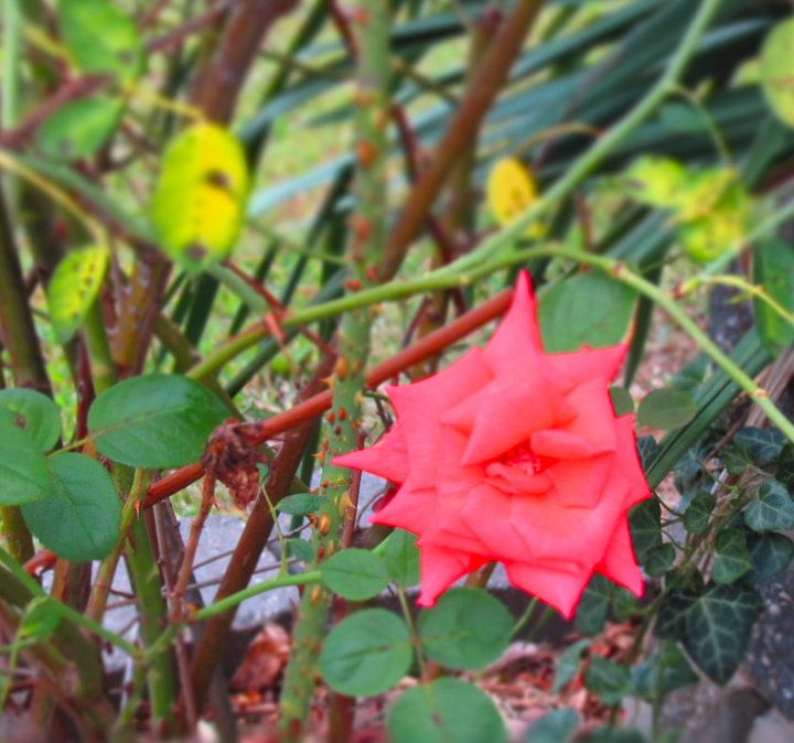Rose Blooming on Bush
