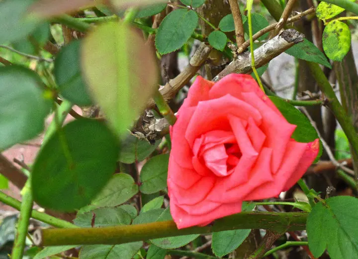 Rose in Bloom