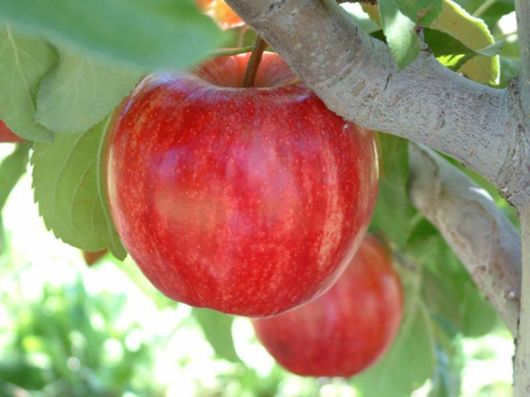 Dwarf Gala Apple Tree - One of the earliest to ripen! (2 years old and –  Online Orchards