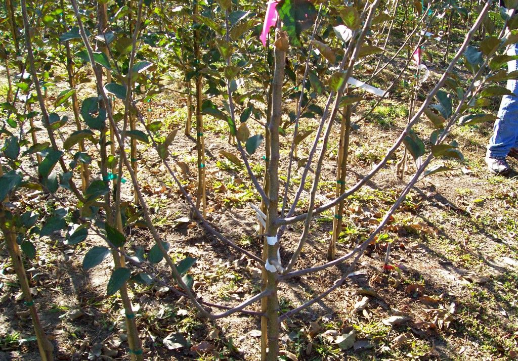 Robust Stark Trees Robust Stark Trees