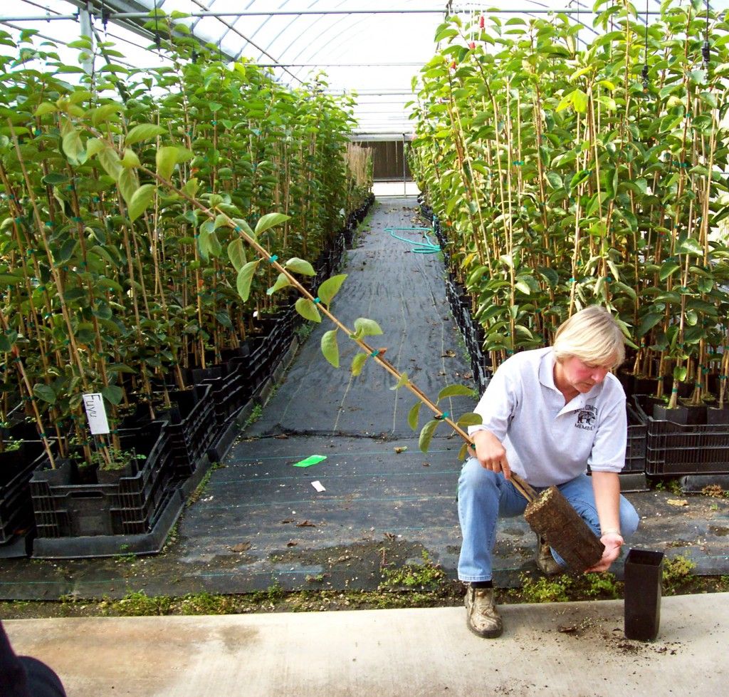Terry (Greenhouse Propagation) with a Persimmon Tree Terry (Greenhouse Propagation) with a Persimmon Tree