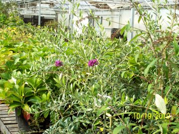 Read the full article Butterfly Bushes
