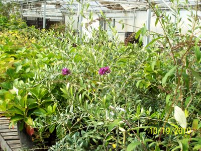 Read the full article Butterfly Bushes