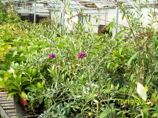 Butterfly Bushes